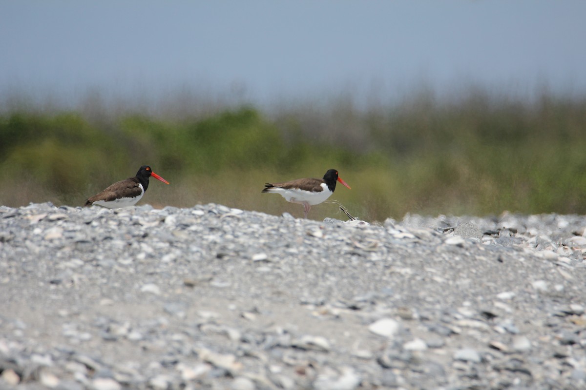 American Oystercatcher - ML617979710