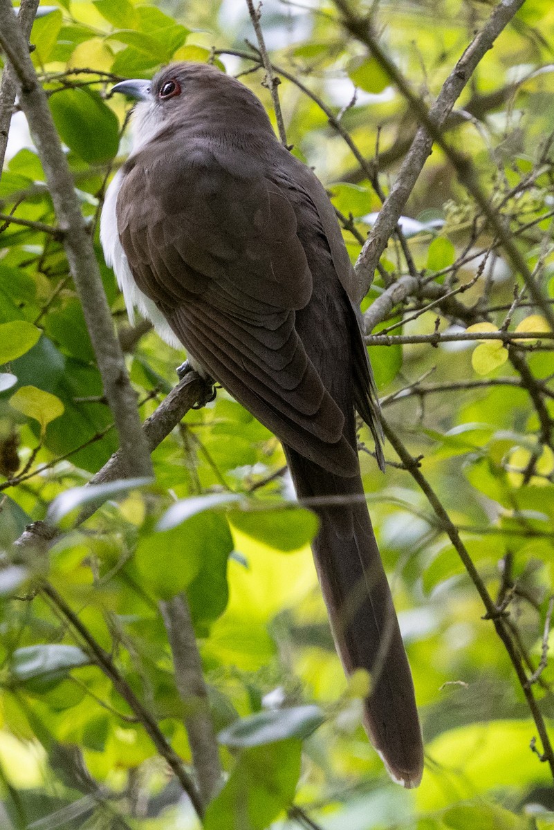 Black-billed Cuckoo - ML617979732