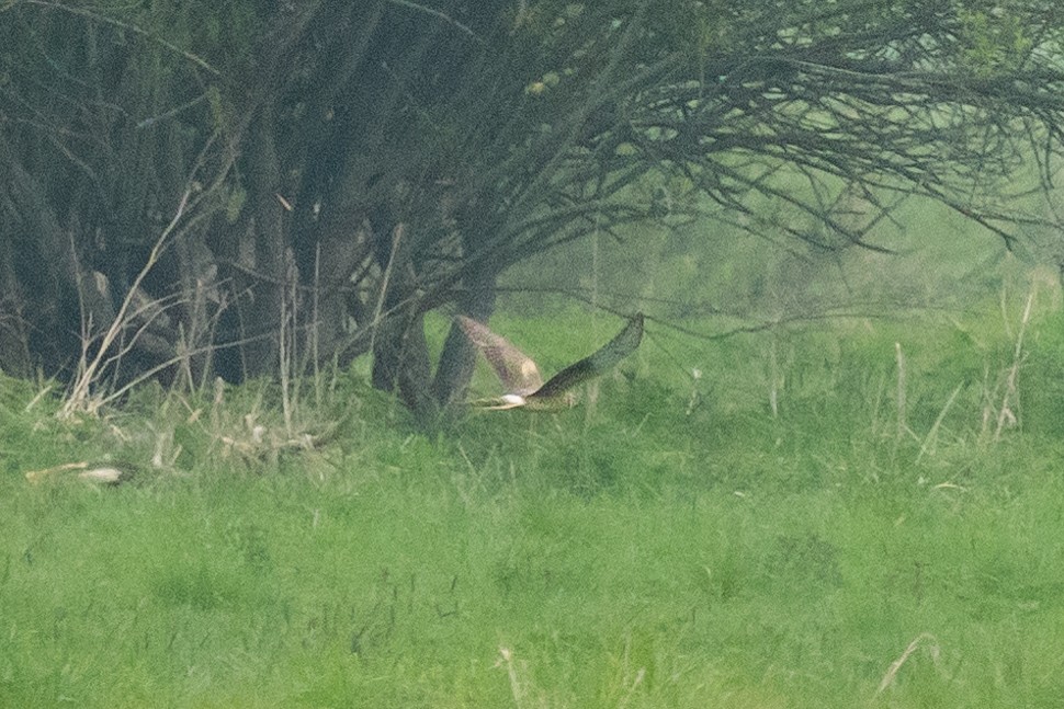 Pallid Harrier - ML617979737