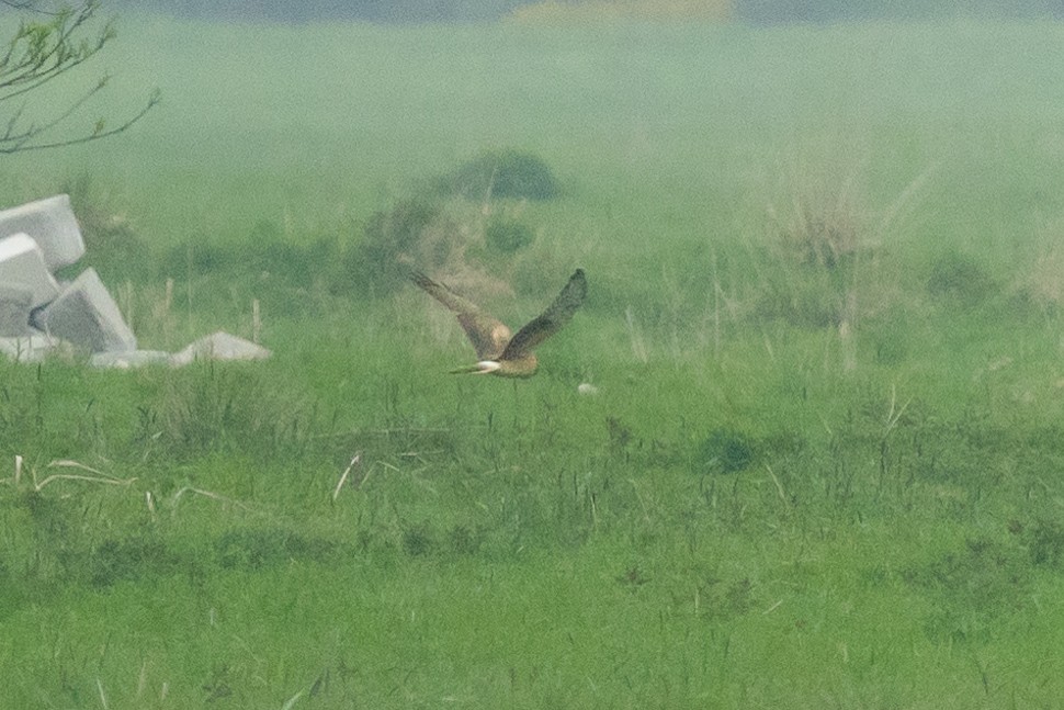 Pallid Harrier - ML617979738