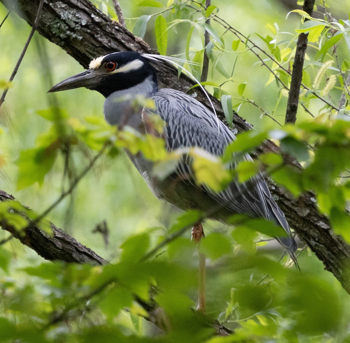 Yellow-crowned Night Heron - ML617979744