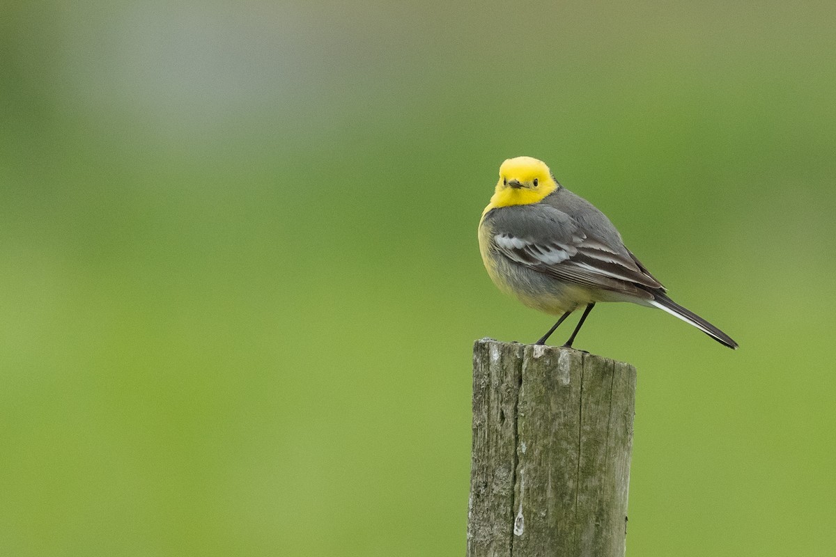 Citrine Wagtail - ML617979766