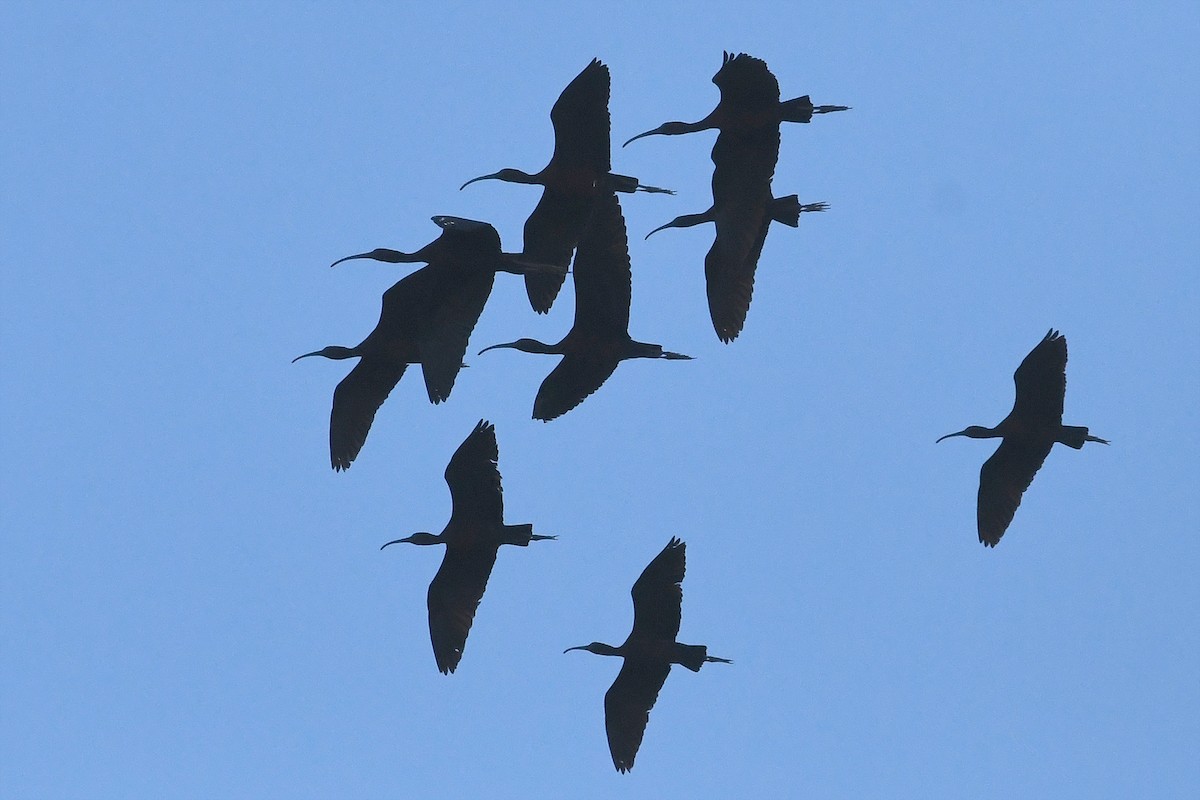 ibis hnědý - ML617979793