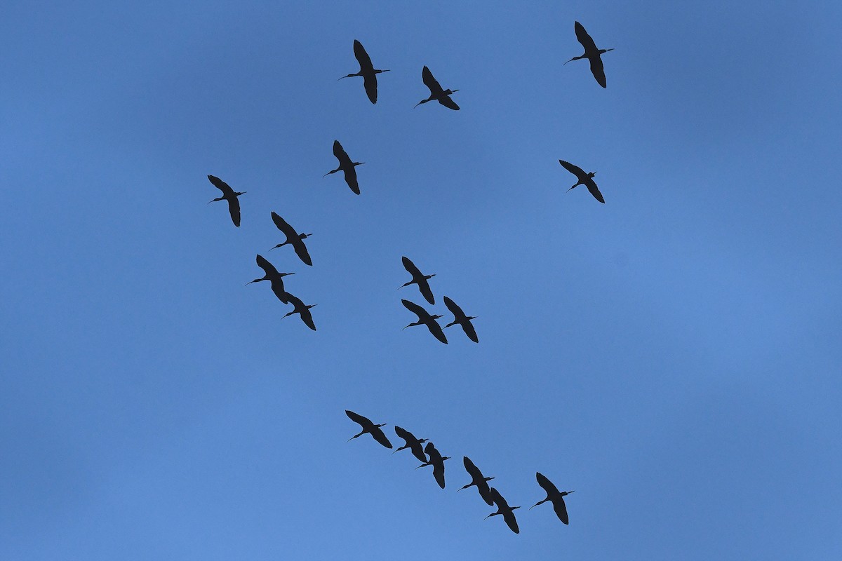 ibis hnědý - ML617979798