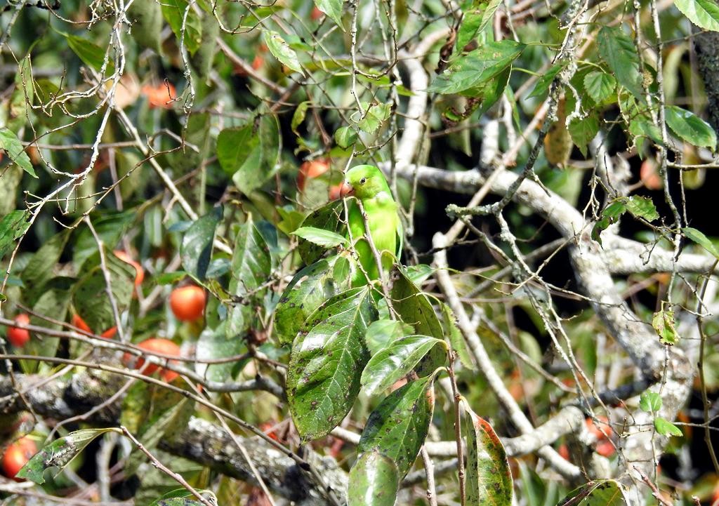 Plain Parakeet - ML617979801