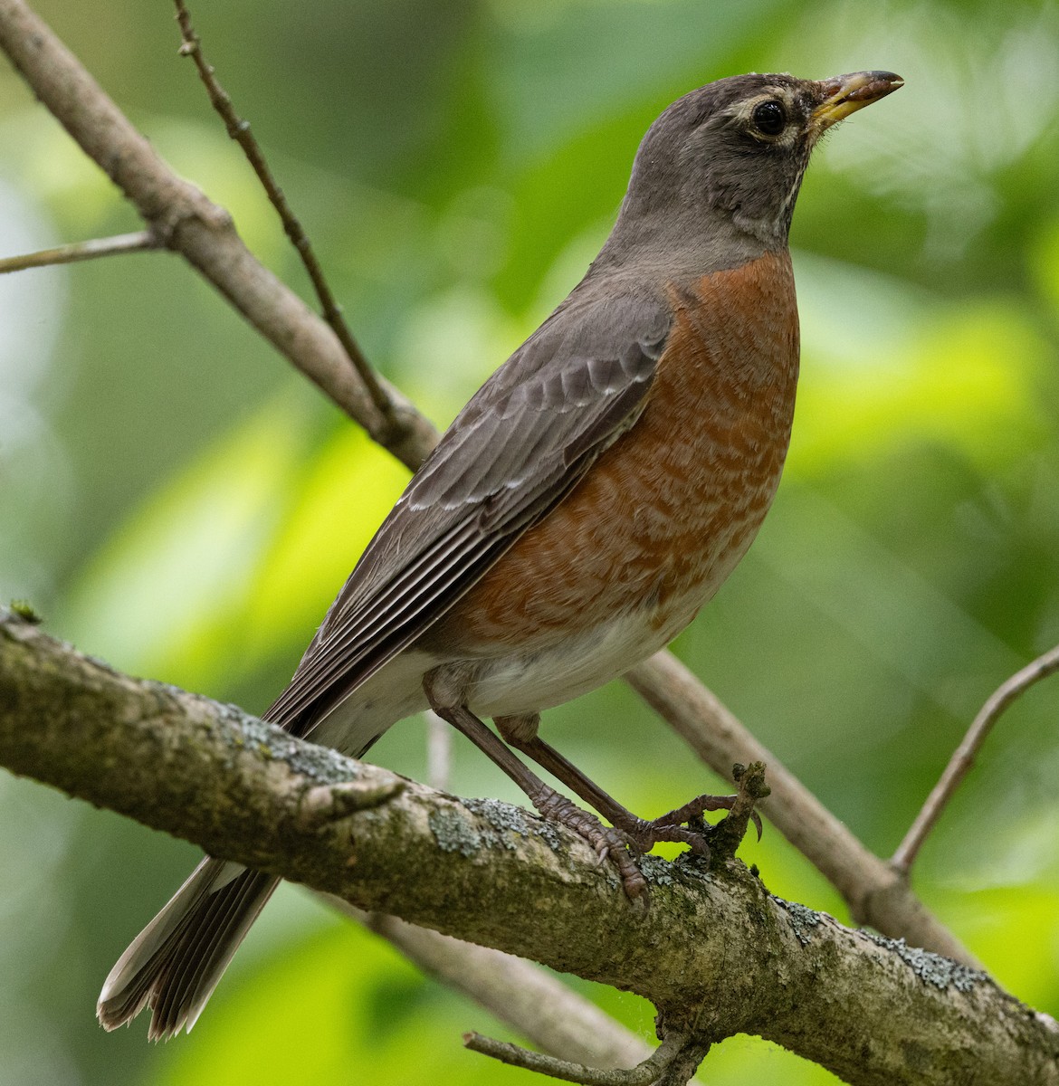 American Robin - ML617979806