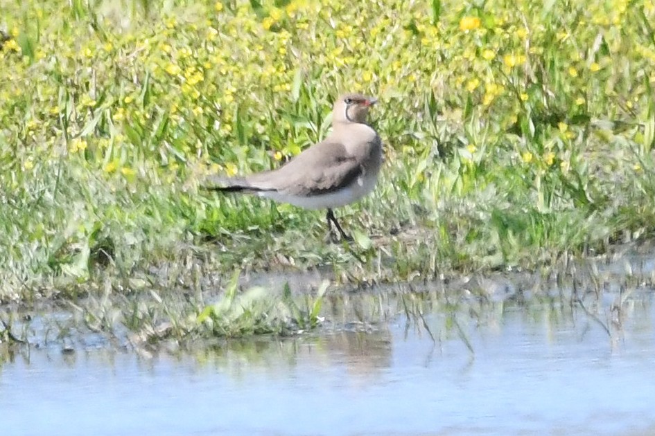 Collared Pratincole - ML617979821