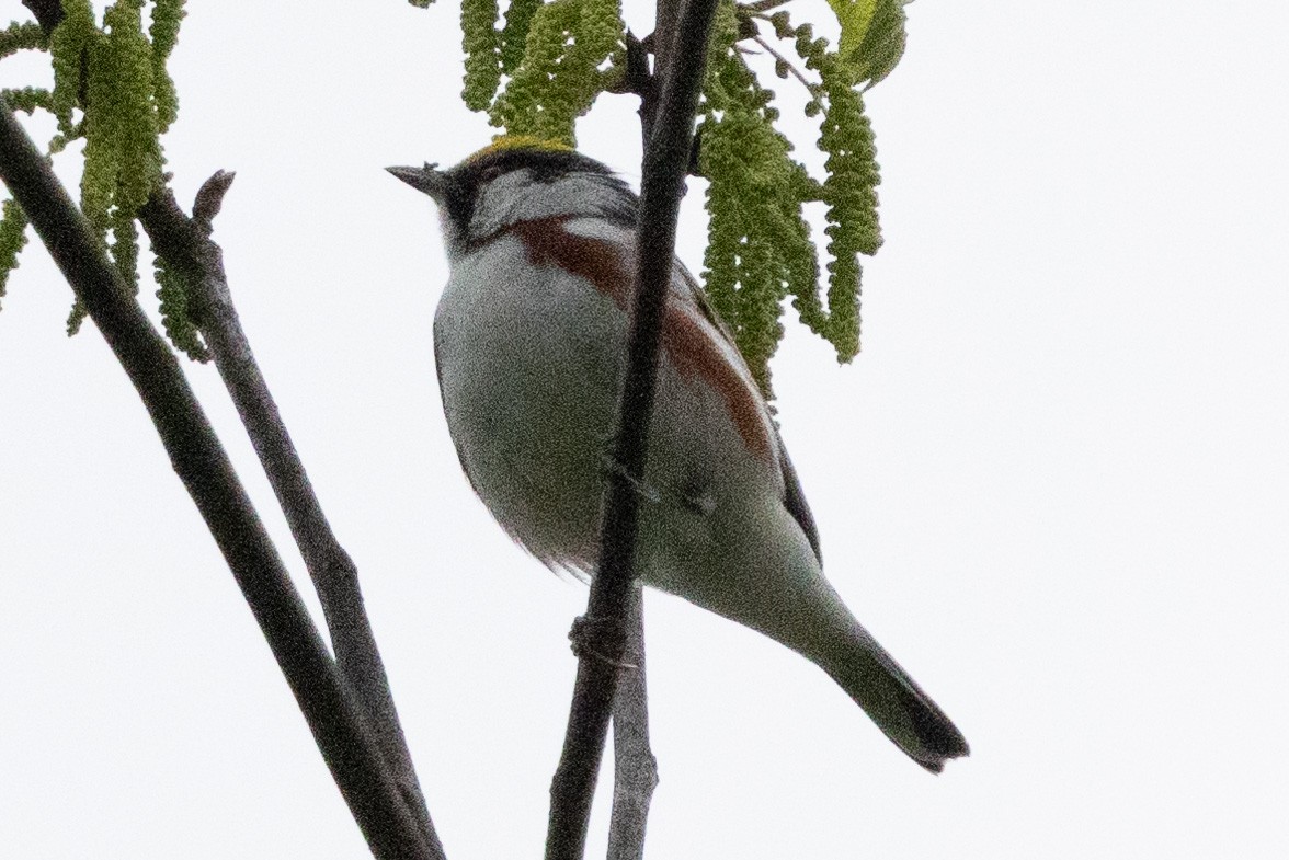 Chestnut-sided Warbler - ML617979823