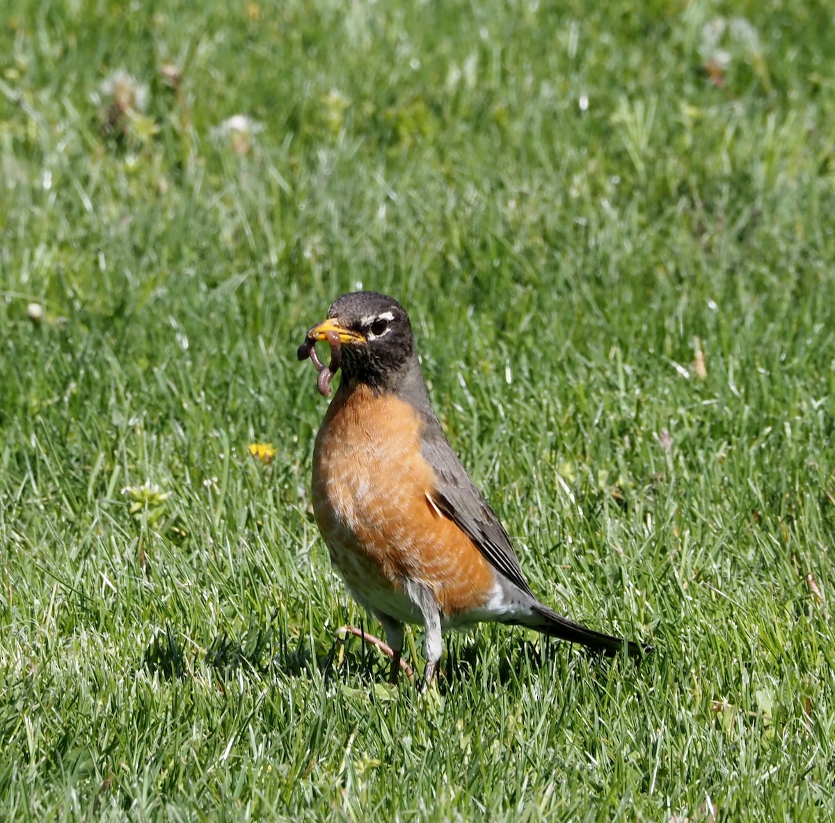 American Robin - Amy Henrici