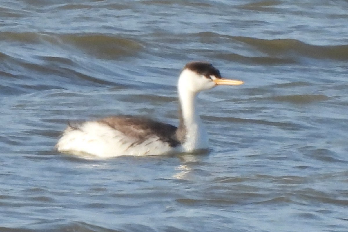 Clark's Grebe - ML617979848