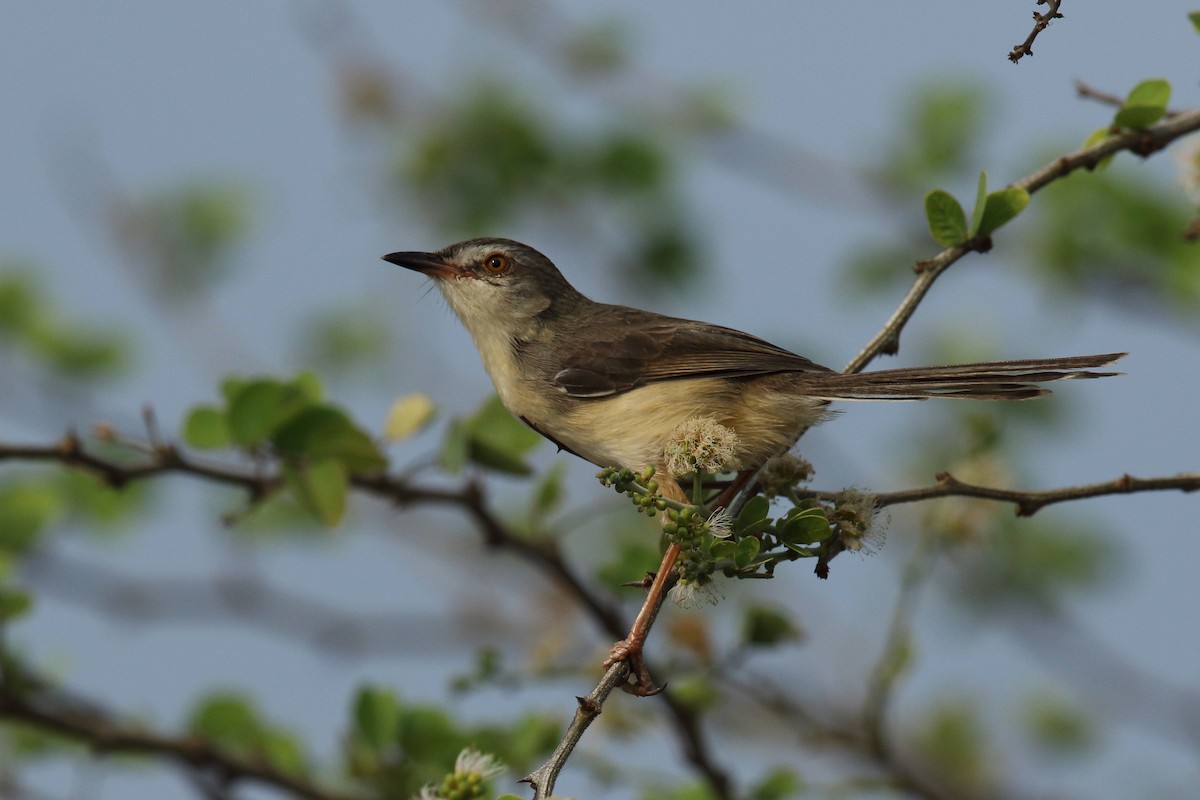 Plain Prinia - ML617979884