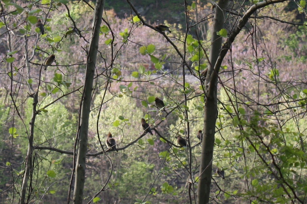 Cedar Waxwing - ML617979885