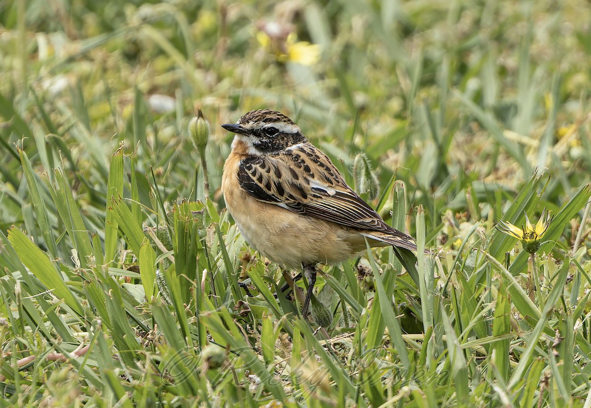 Braunkehlchen - ML617979912