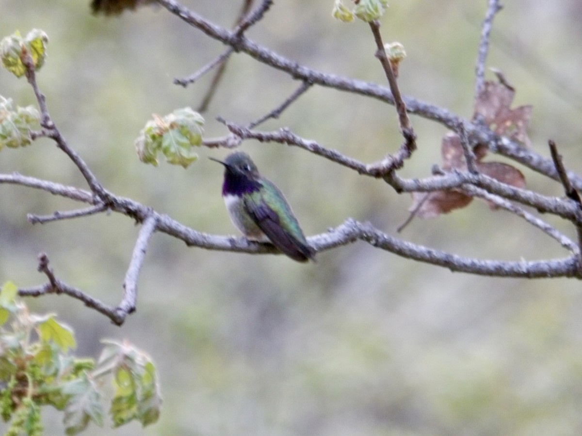 Black-chinned x Calliope Hummingbird (hybrid) - Howard Sands