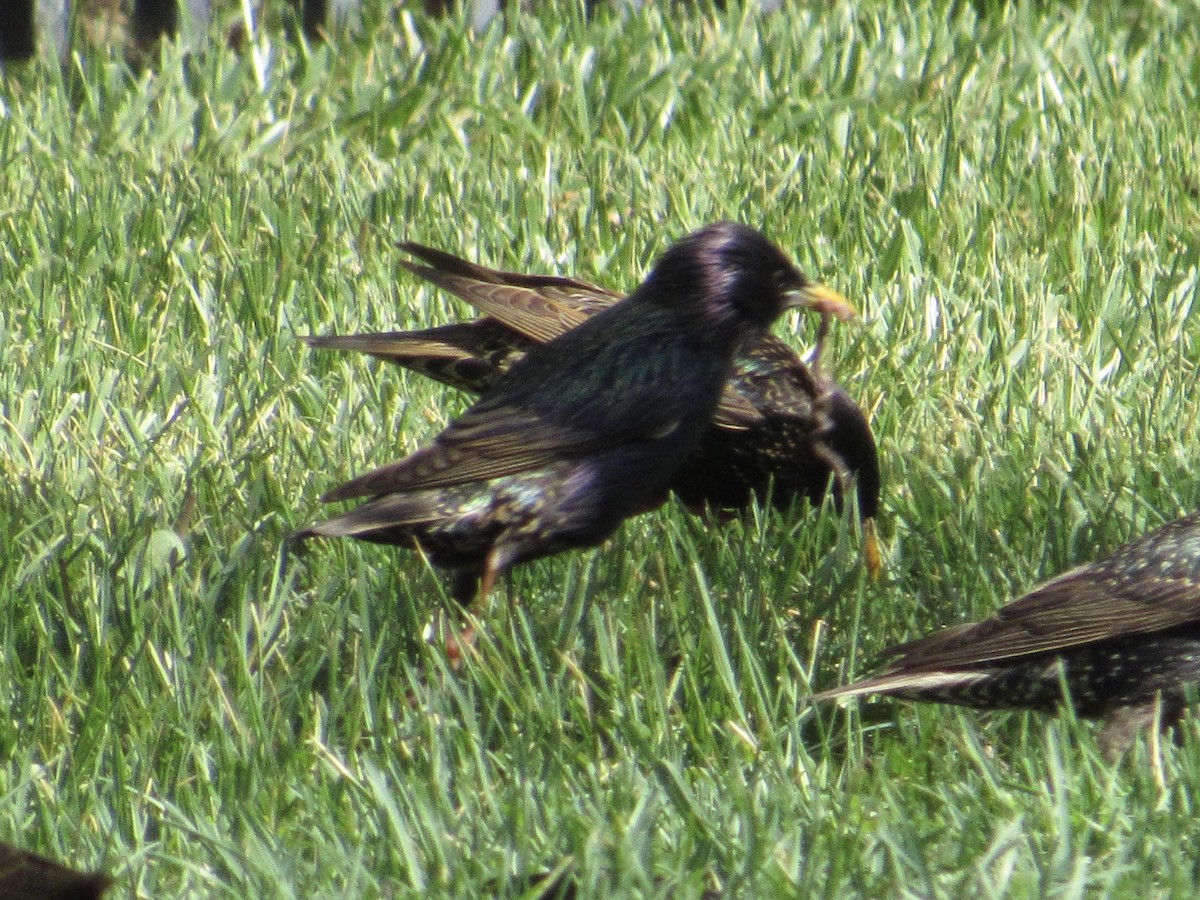 European Starling - ML617979973