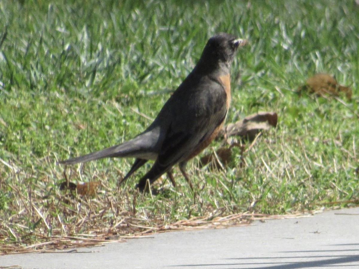 American Robin - ML617980002