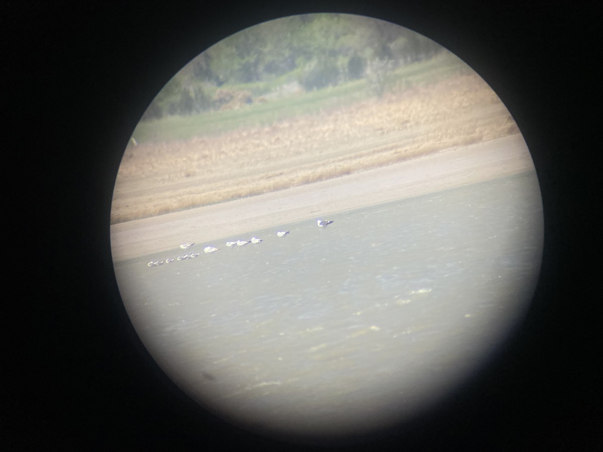 Lesser Black-backed Gull - ML617980036