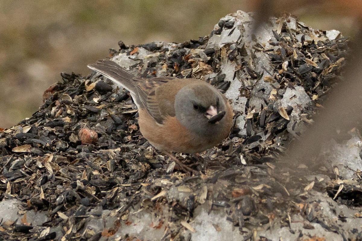 Dark-eyed Junco (Pink-sided) - Robert Raffel