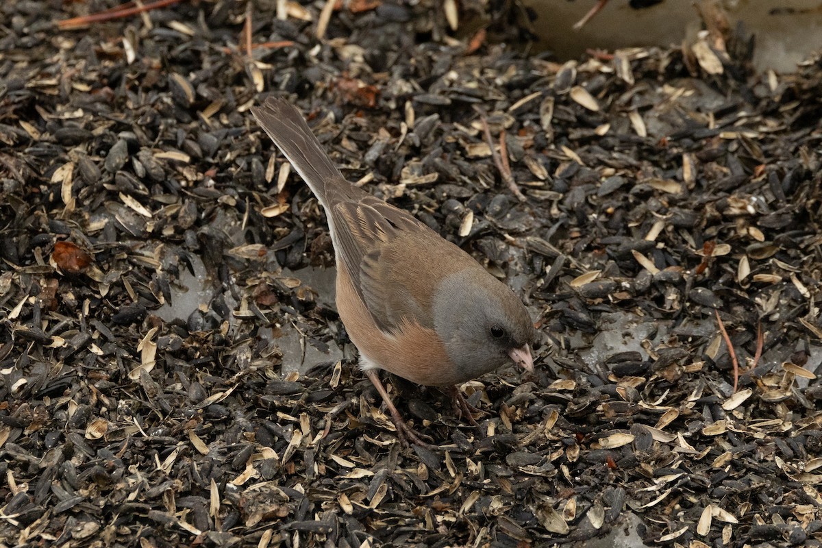 Dark-eyed Junco (Pink-sided) - Robert Raffel