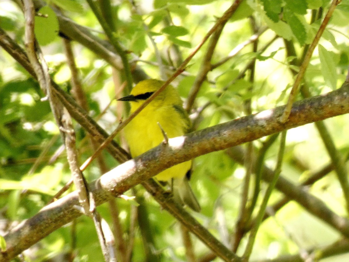 Blue-winged Warbler - ML617980151