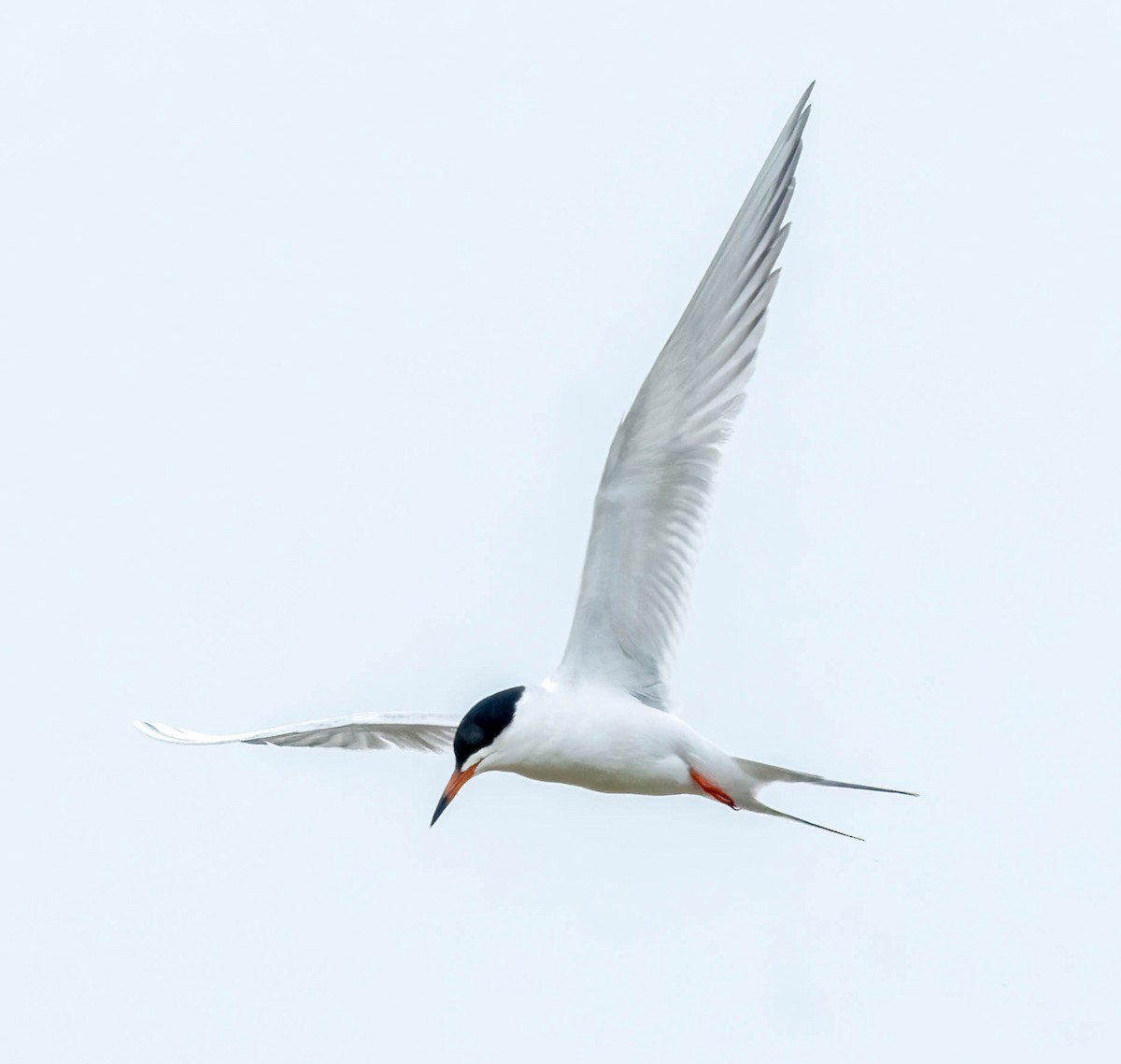 Forster's Tern - ML617980176