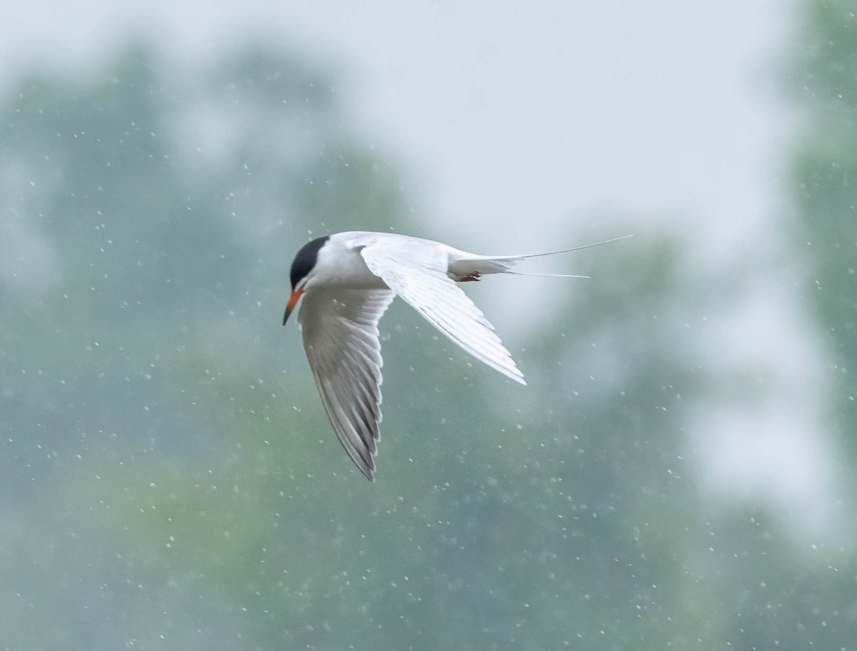 Forster's Tern - ML617980187