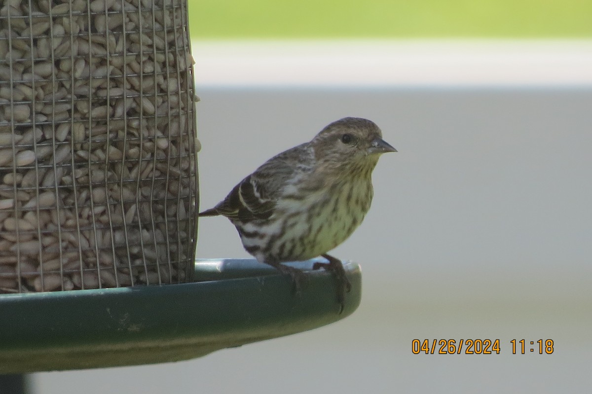 Pine Siskin - Susan Strassner