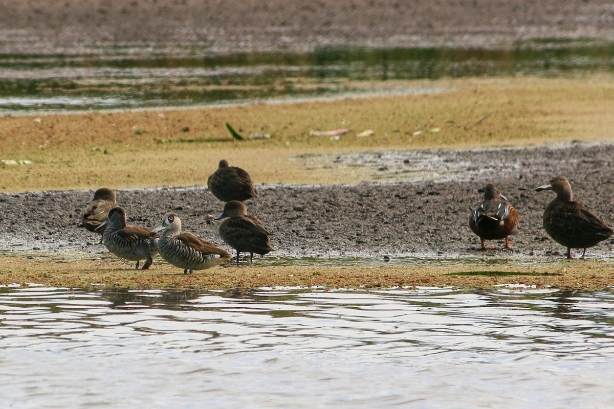 Pink-eared Duck - ML617980224