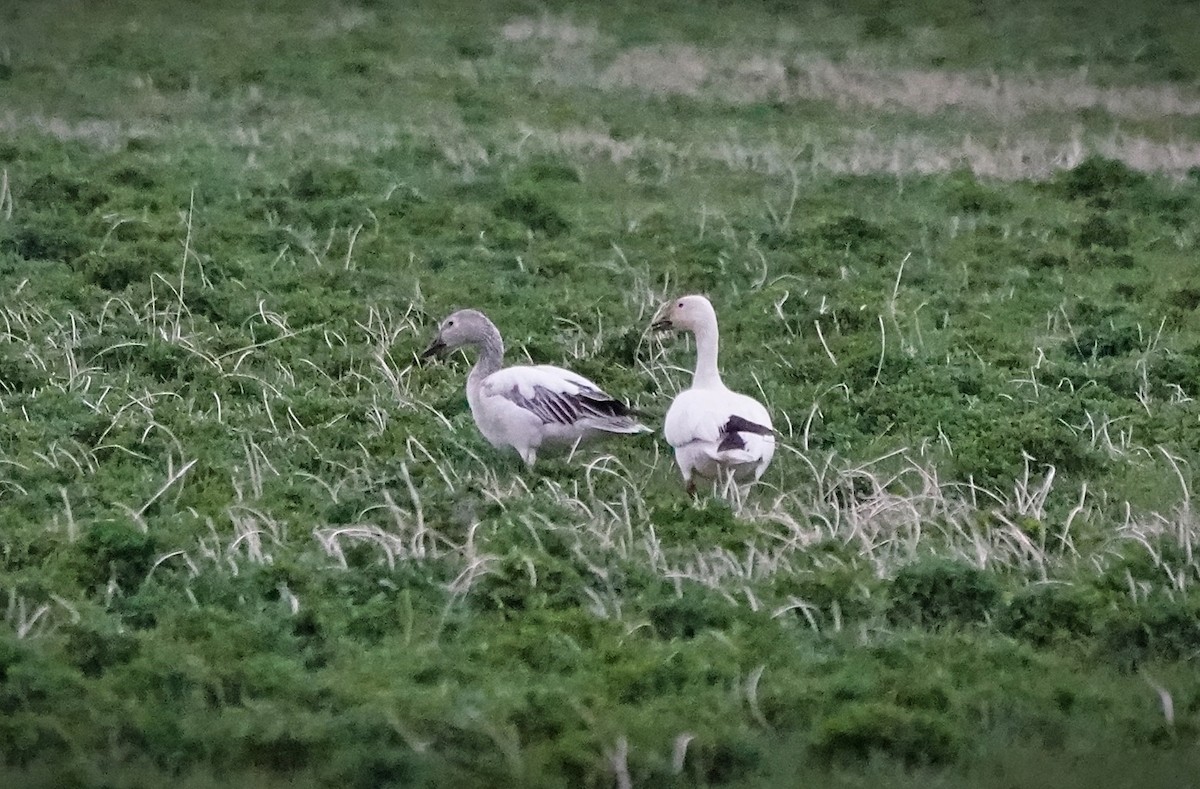 snøgås - ML617980225