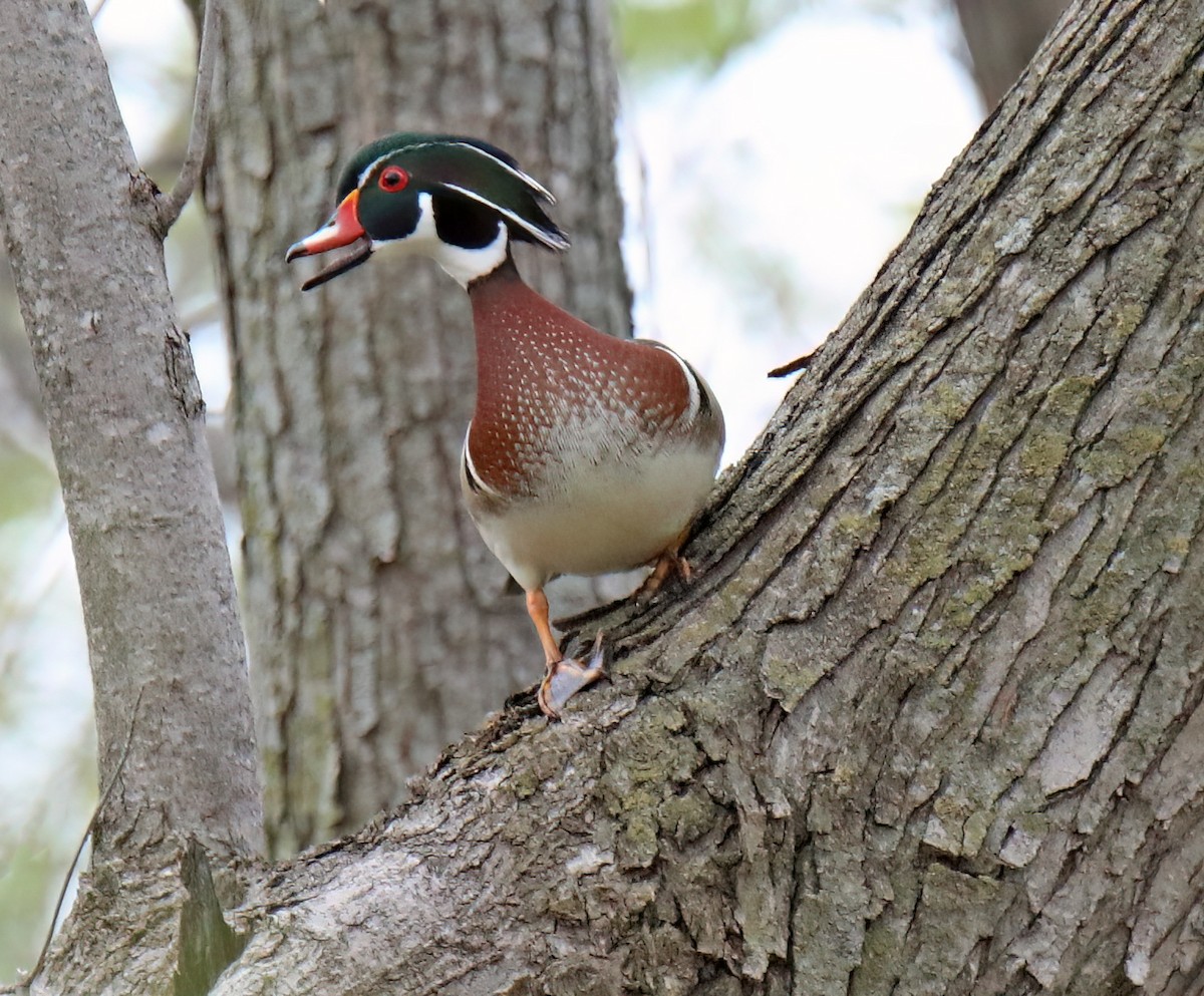 Wood Duck - Elizabeth Winter