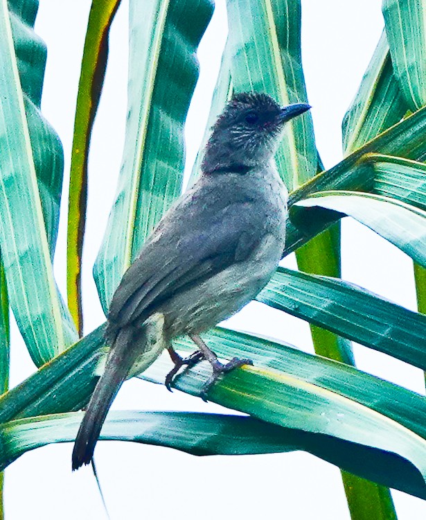 Ashy-fronted Bulbul - ML617980238