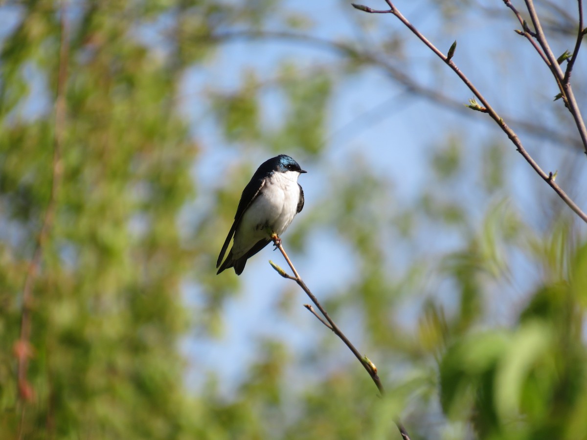 Tree Swallow - ML617980249