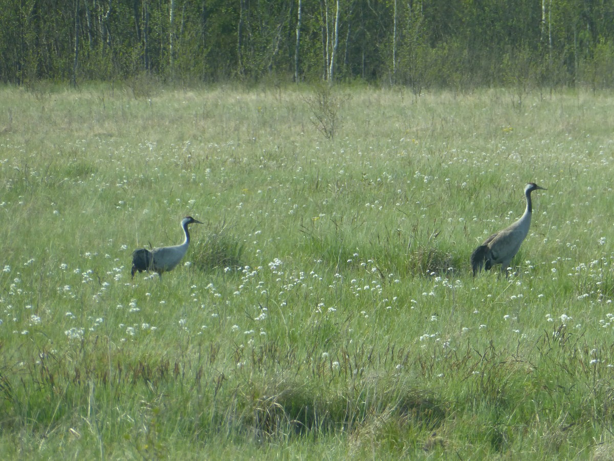 Common Crane - ML617980253