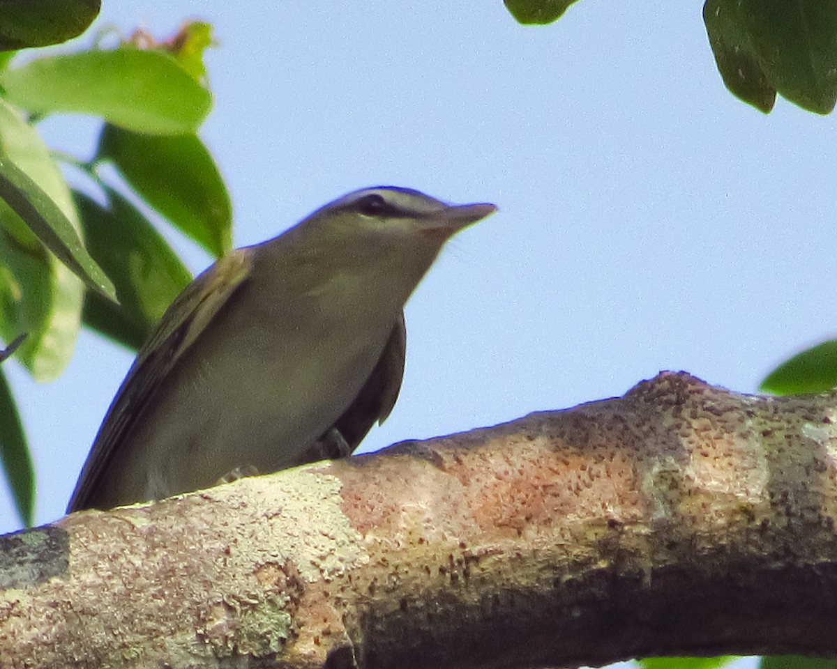 Red-eyed Vireo - Pedro Jose Caldera