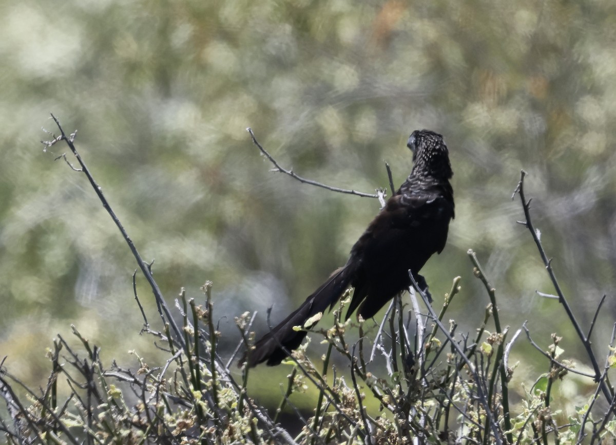 Smooth-billed Ani - ML617980267