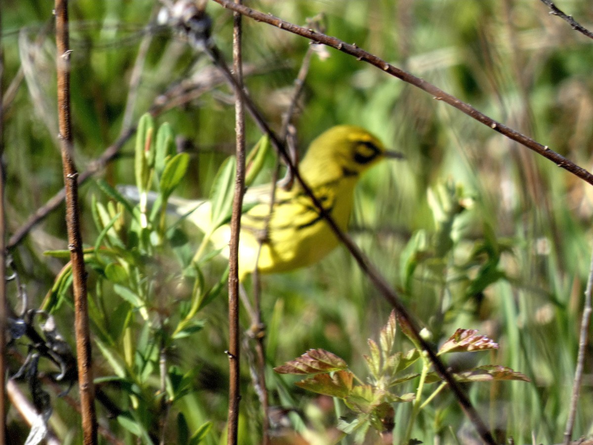 Prairie Warbler - ML617980268