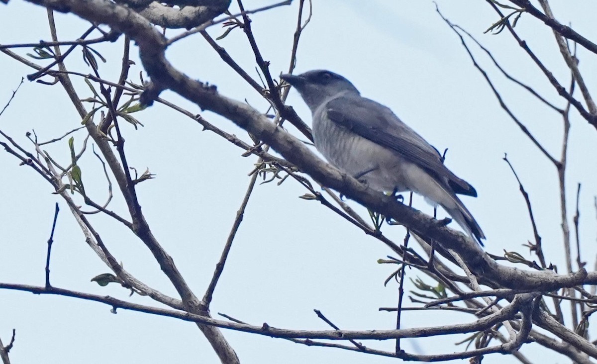 Large Cuckooshrike - John Daniel