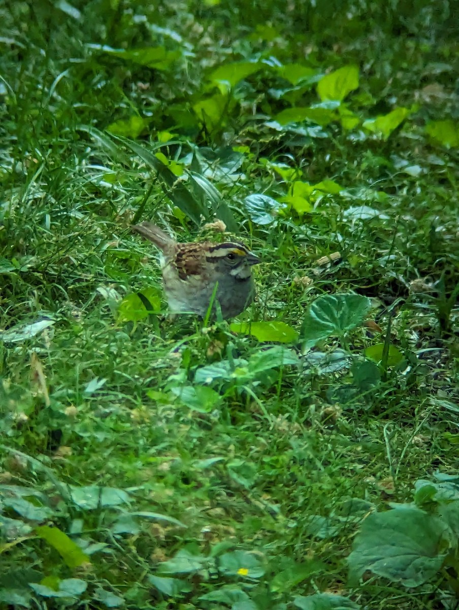 White-throated Sparrow - ML617980303
