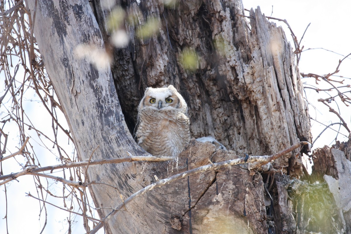 Great Horned Owl - ML617980322