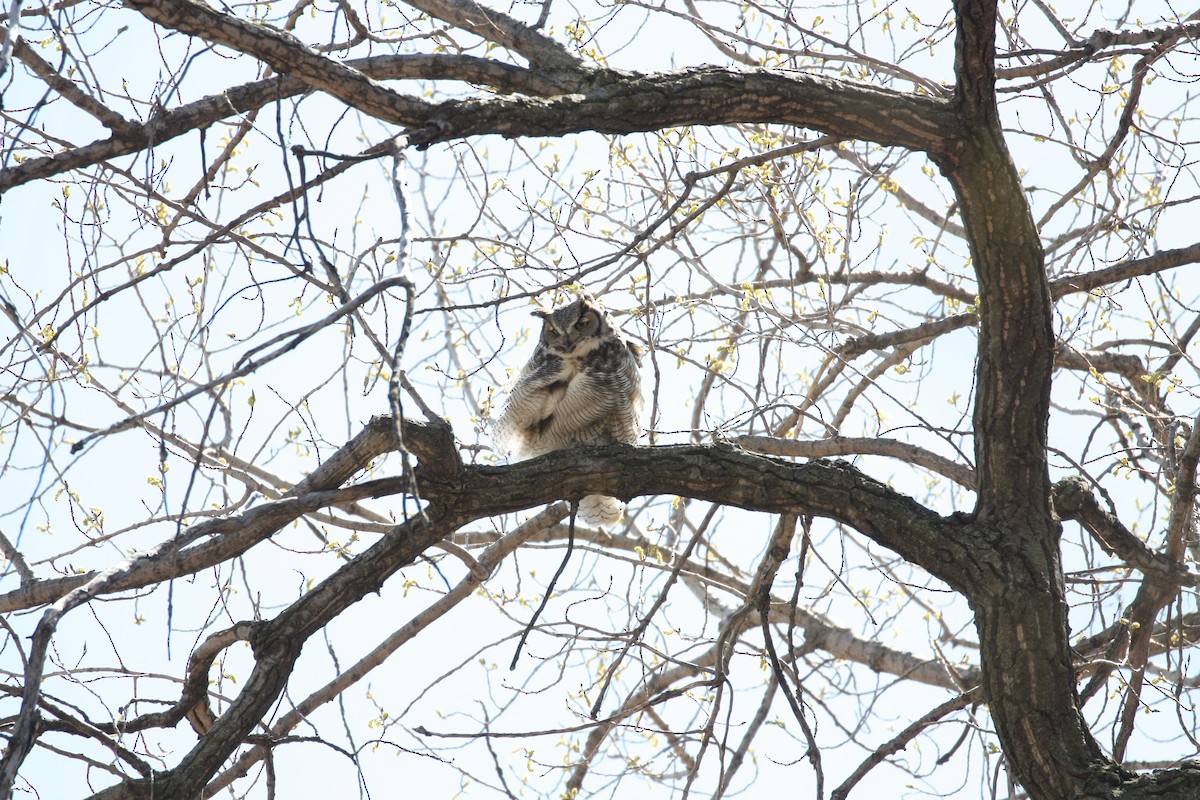 Great Horned Owl - ML617980323