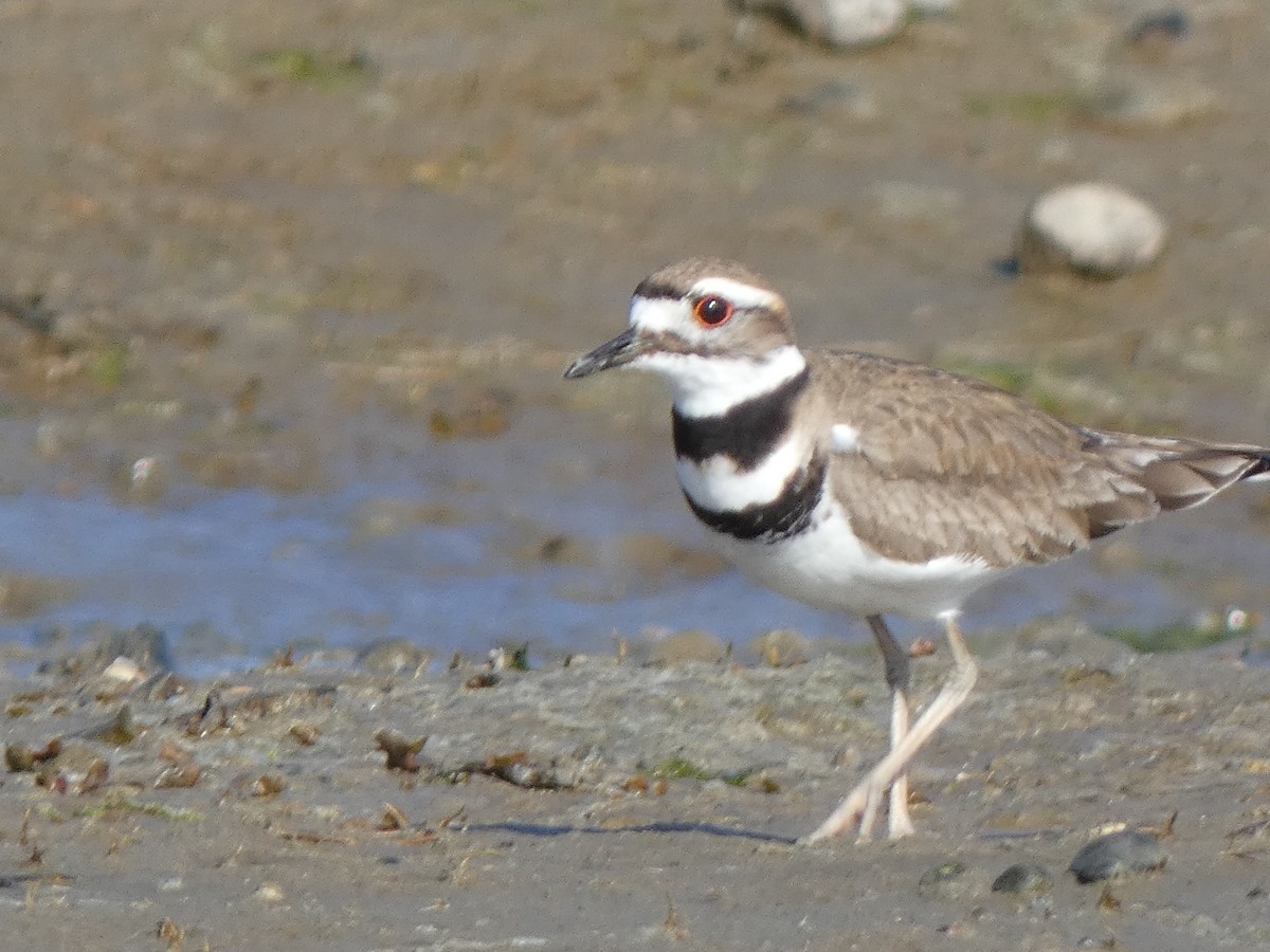 Killdeer - ML617980413