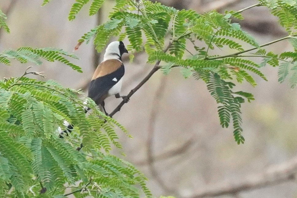 White-bellied Treepie - ML617980445