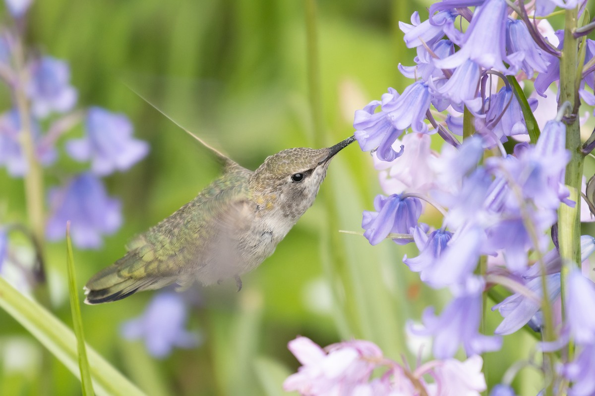 Anna's Hummingbird - ML617980478