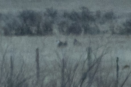 Gunnison-Beifußhuhn - ML617980488