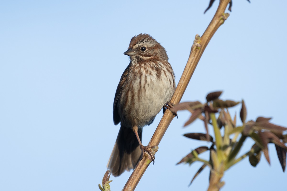 Song Sparrow - ML617980534