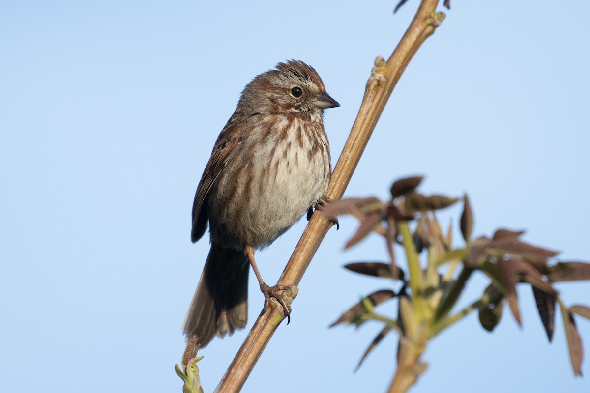 Song Sparrow - Kyle Landstra