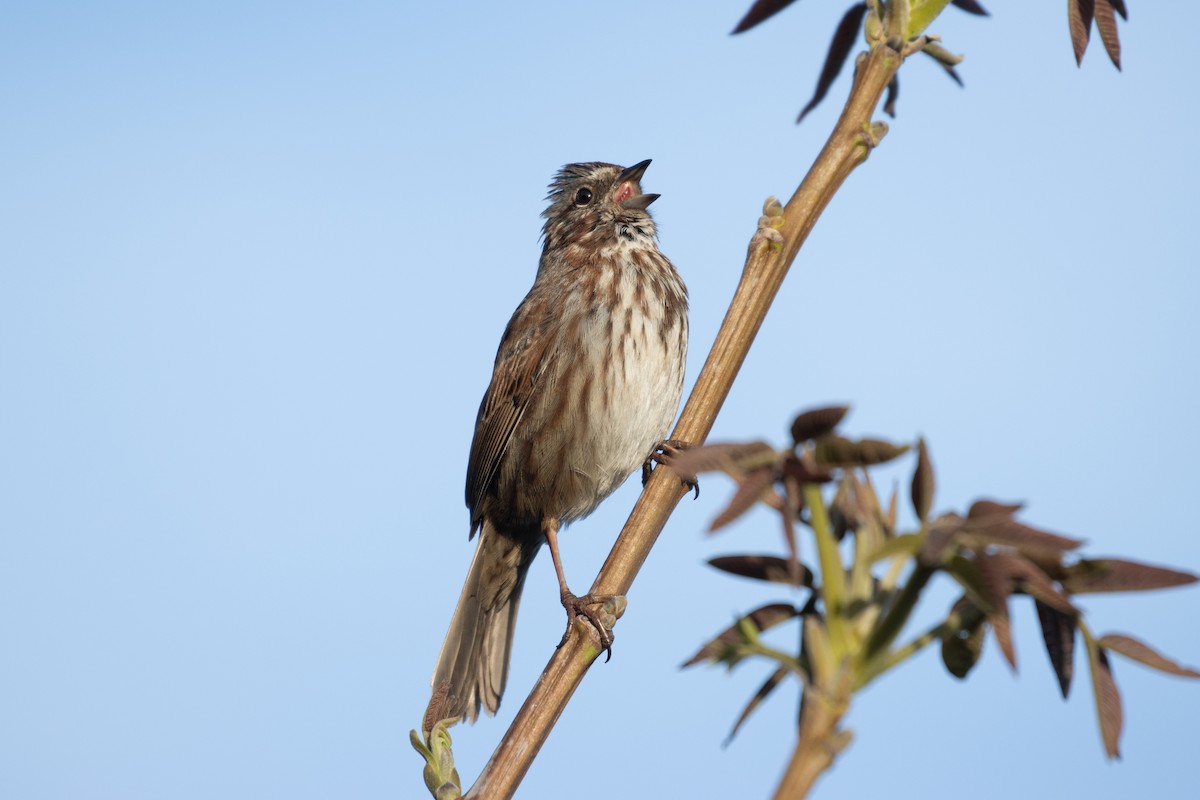 Song Sparrow - ML617980539