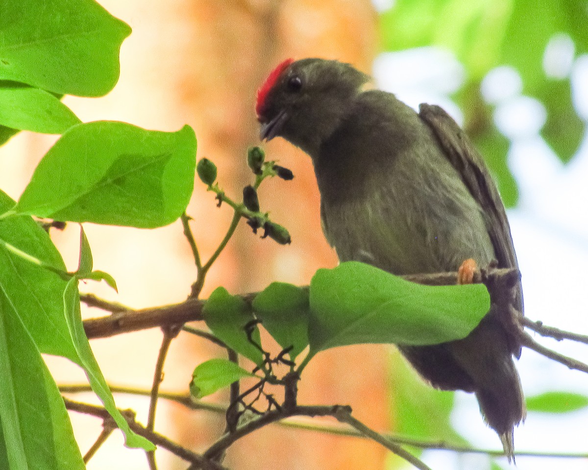 Lance-tailed Manakin - Pedro Jose Caldera