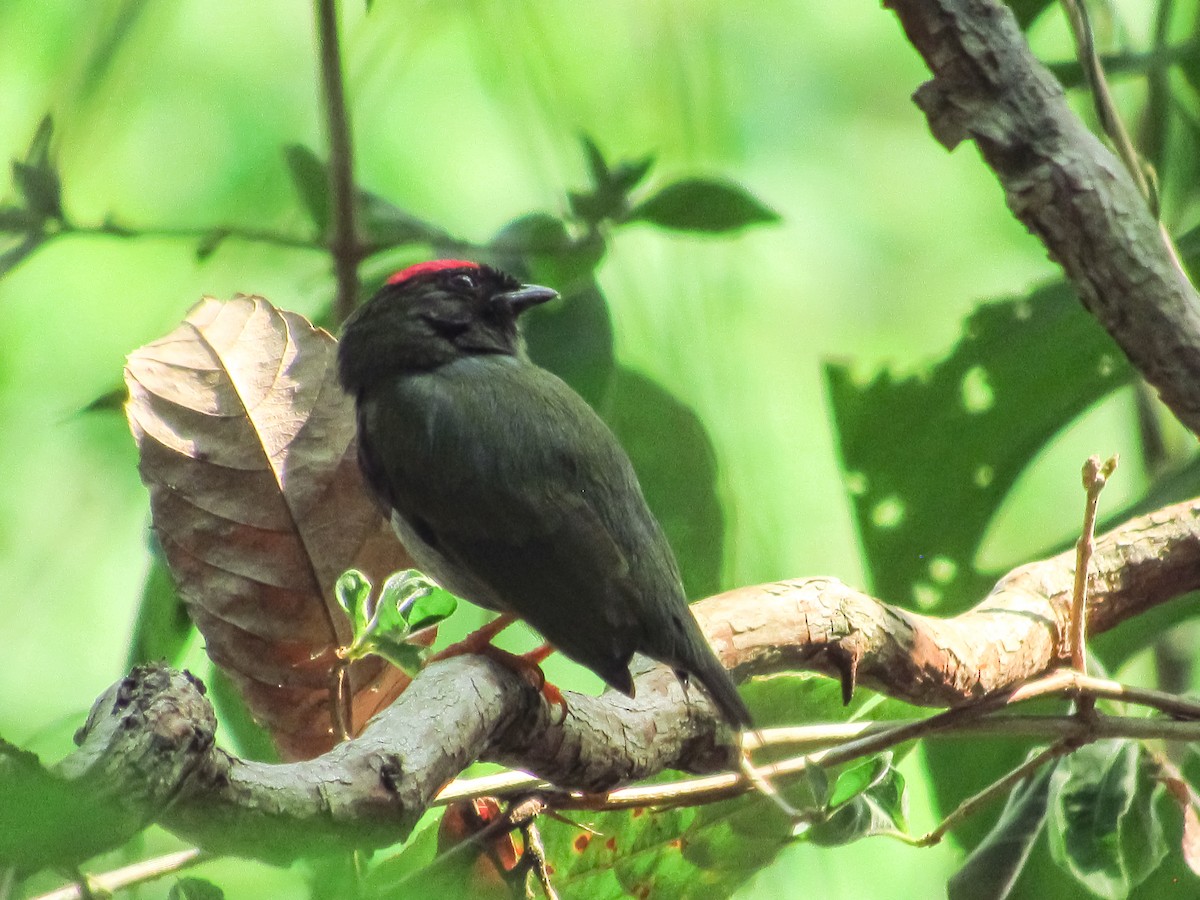 Lance-tailed Manakin - ML617980562