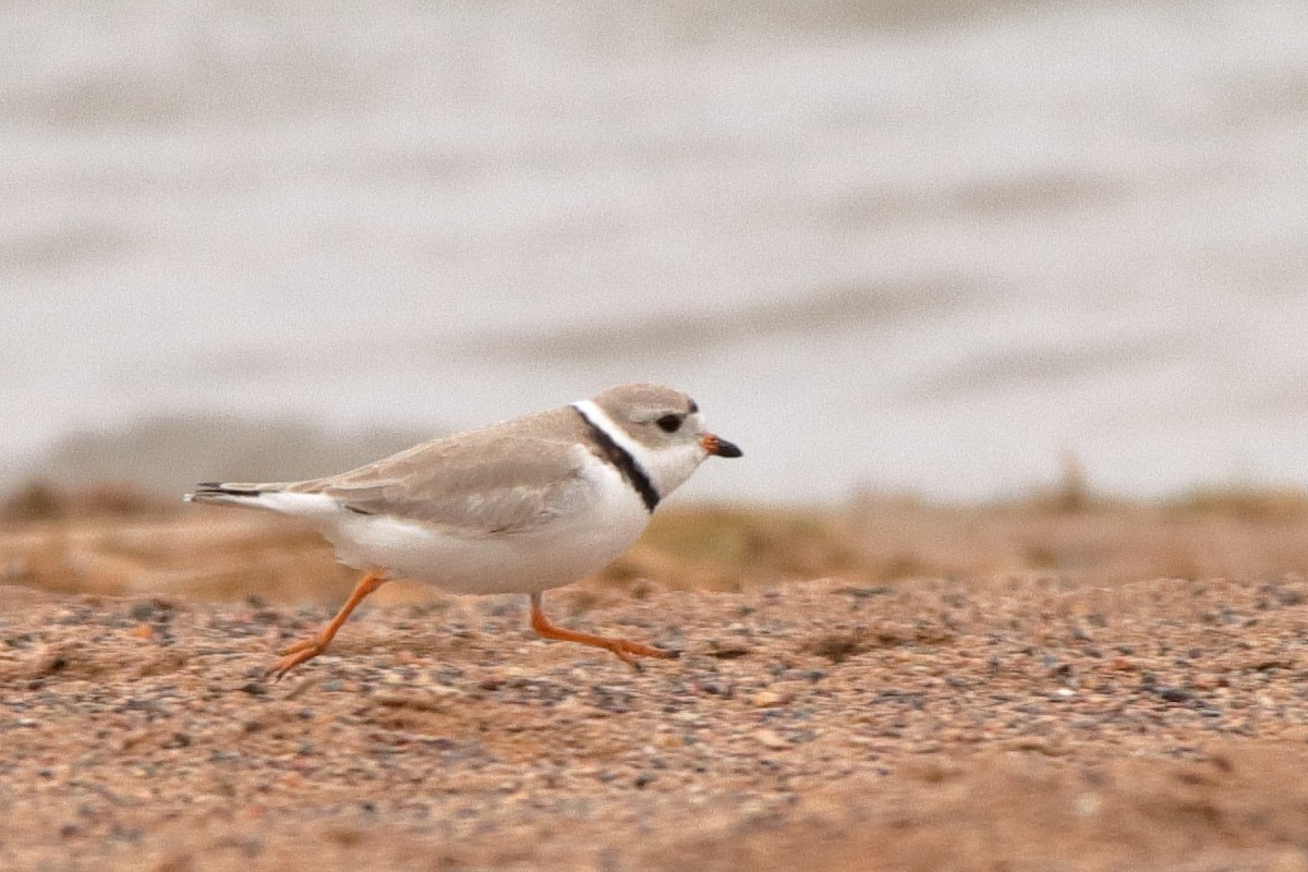 Piping Plover - Aaron Oppelt